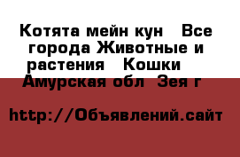 Котята мейн кун - Все города Животные и растения » Кошки   . Амурская обл.,Зея г.